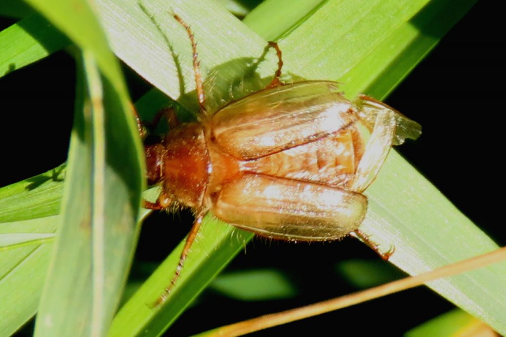 Rhizotrogini Burmeister, 1855