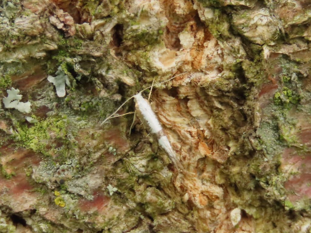 Lepidoptera Linnaeus, 1758