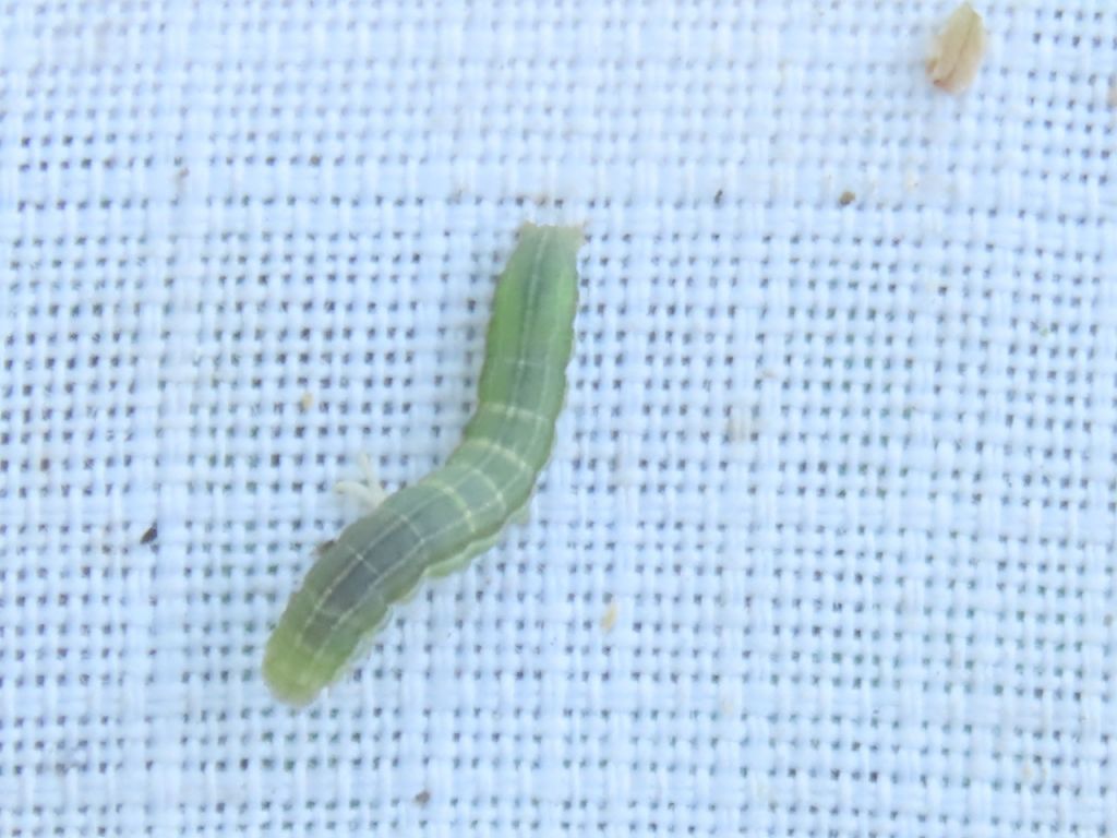 Lepidoptera Linnaeus, 1758
