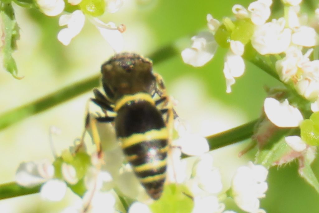 Insecta