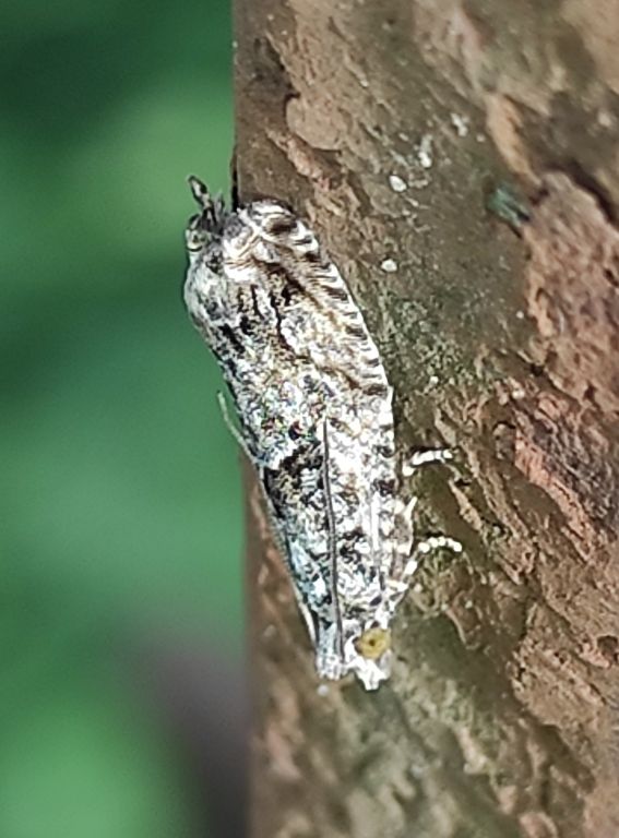 Lepidoptera Linnaeus, 1758