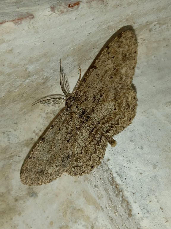 Hypomecis punctinalis (Scopoli, 1763)