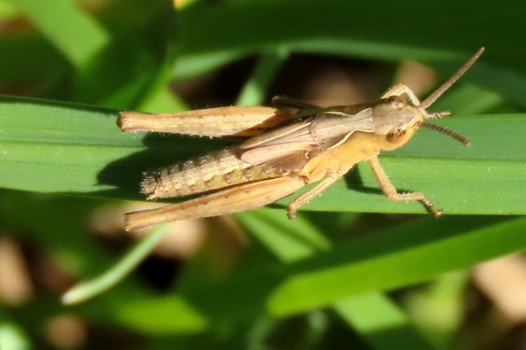 Insecta