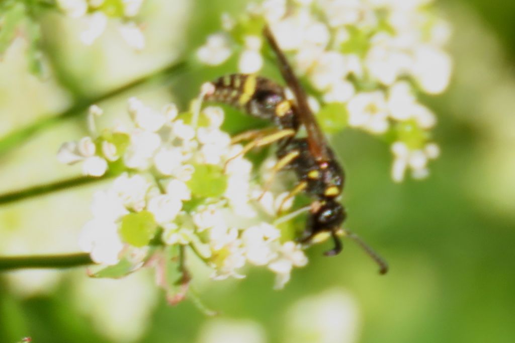 Insecta