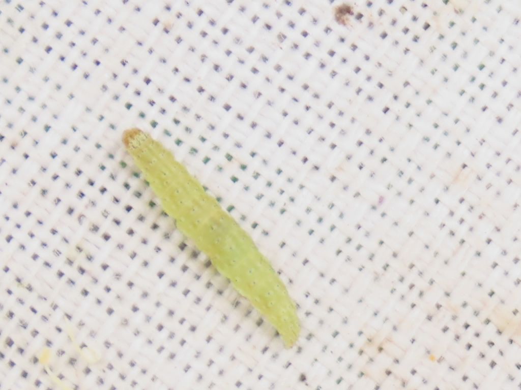 Lepidoptera Linnaeus, 1758