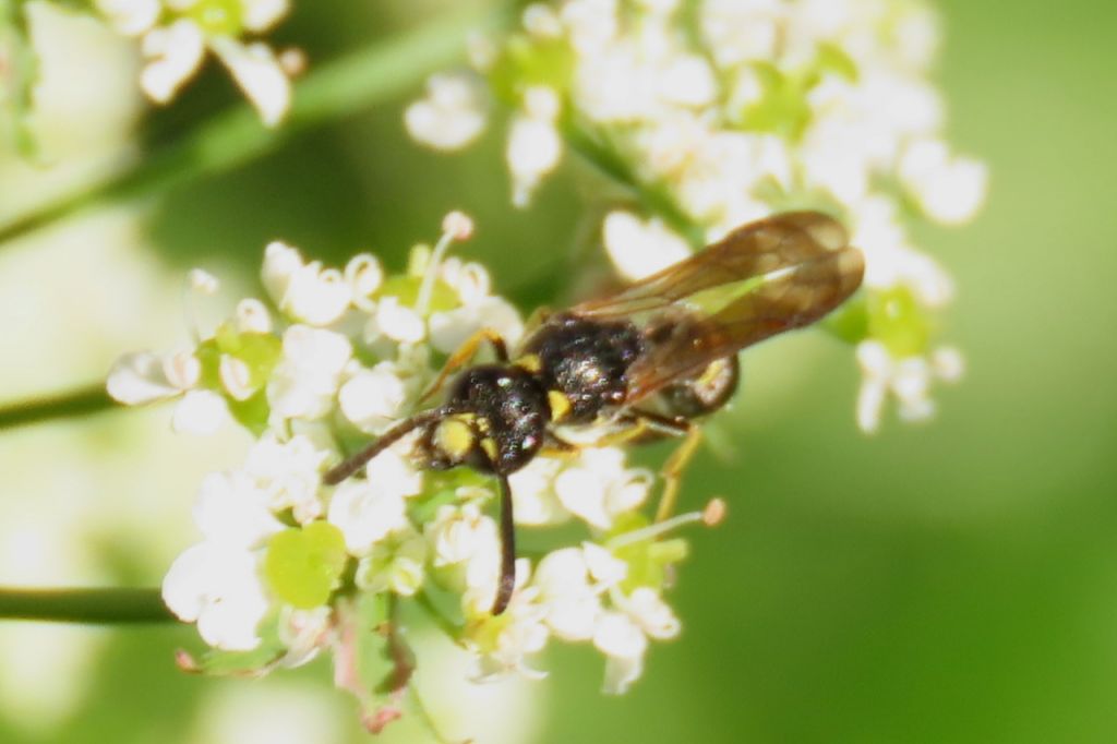 Insecta