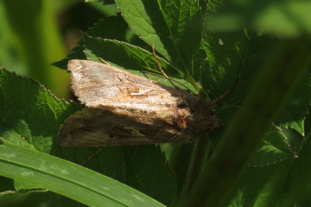 Lepidoptera Linnaeus, 1758