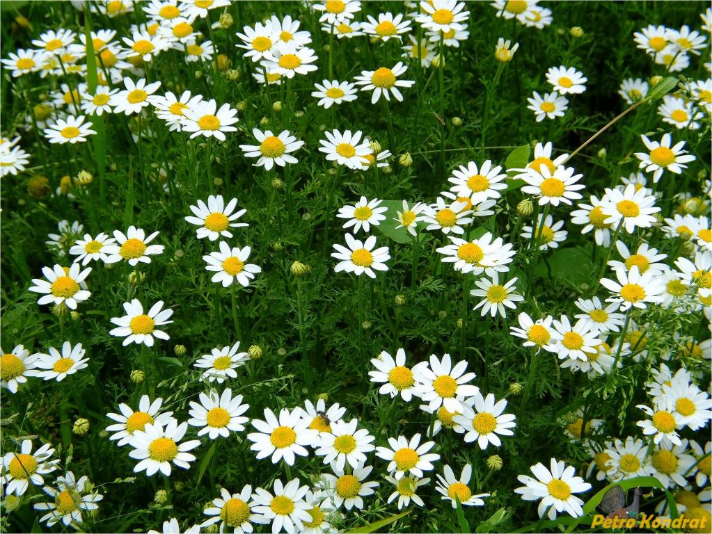 Anthemis cotula