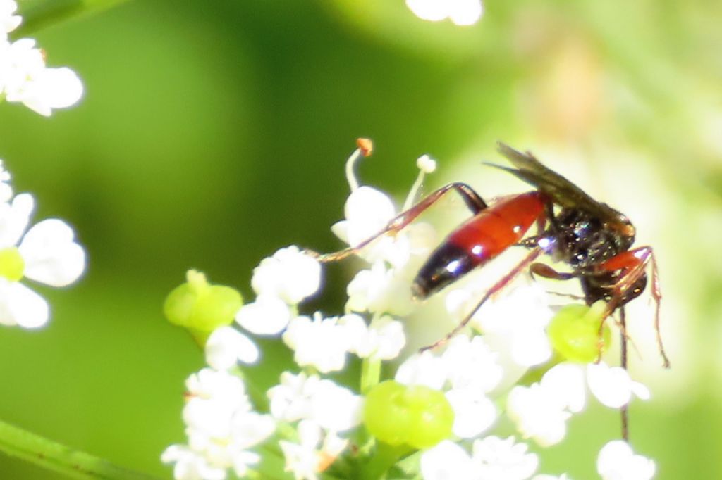 Insecta