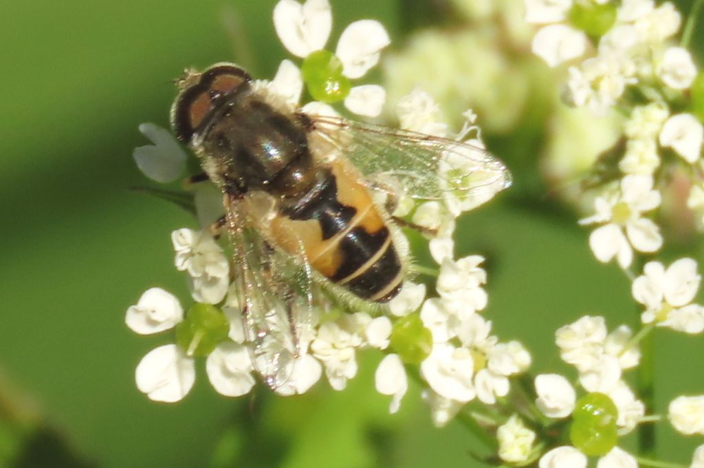 Eristalis arbustorum (Linnaeus, 1758)