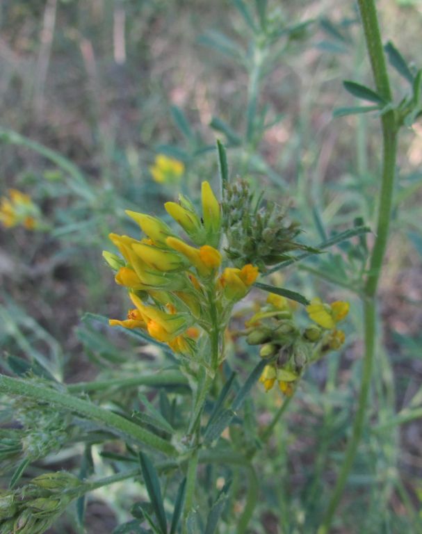 Medicago falcata L.