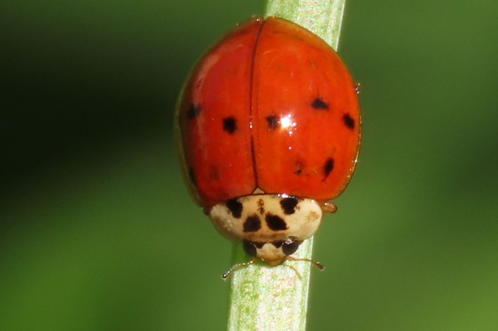 Harmonia axyridis (Pallas, 1773)