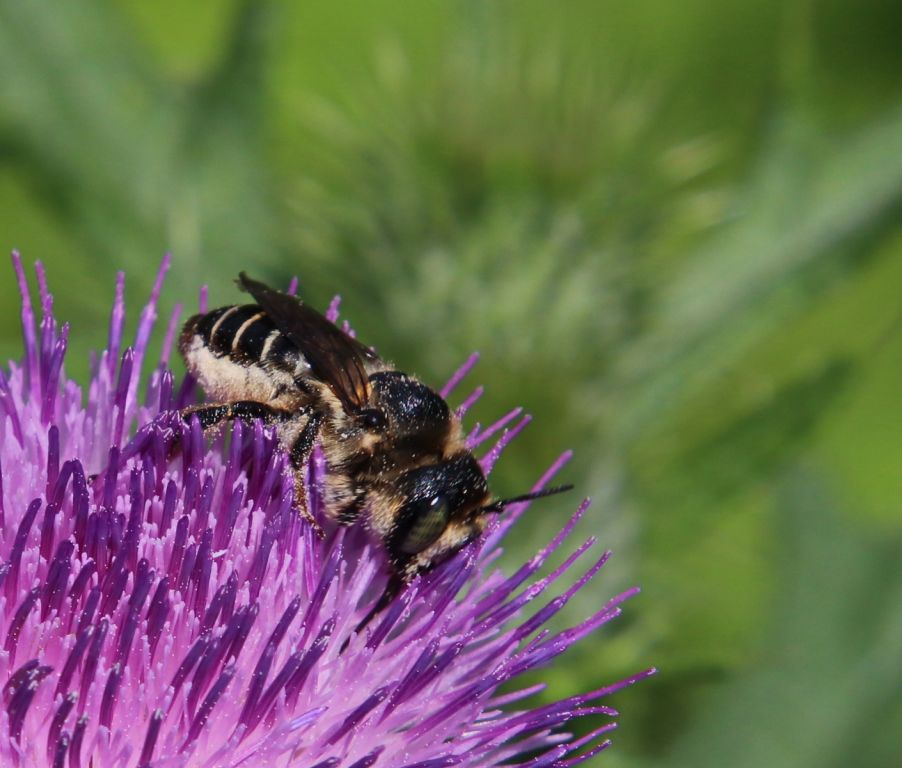 Megachilidae Latreille, 1802
