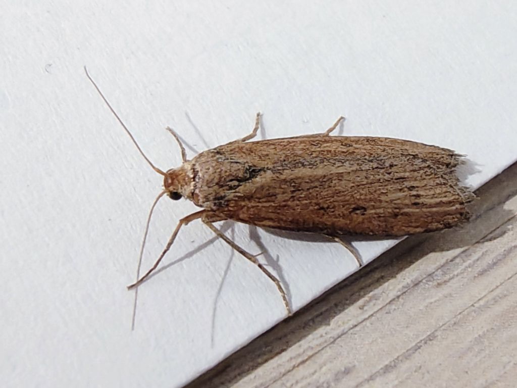 Lepidoptera Linnaeus, 1758