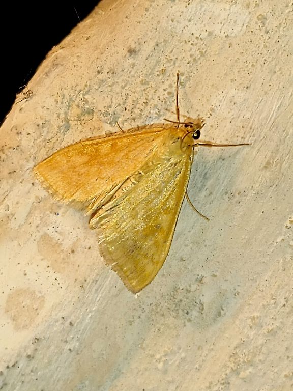 Ostrinia