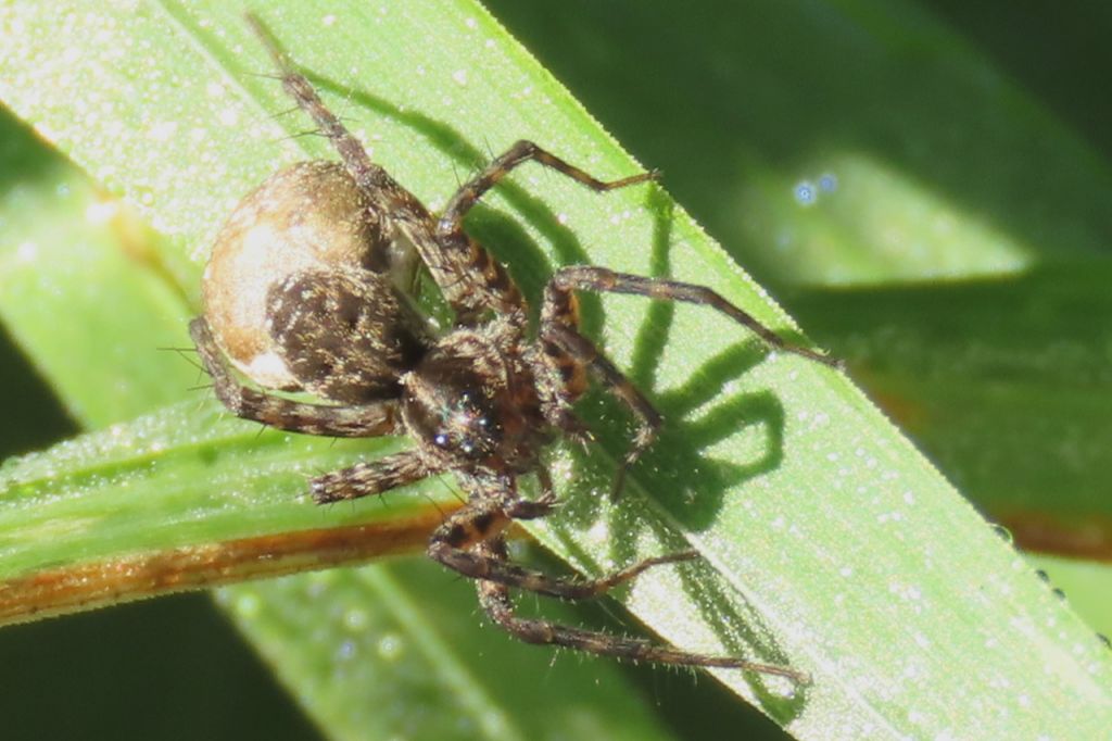 Pardosa