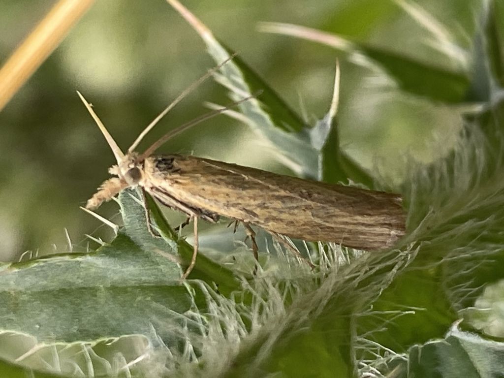Lepidoptera Linnaeus, 1758