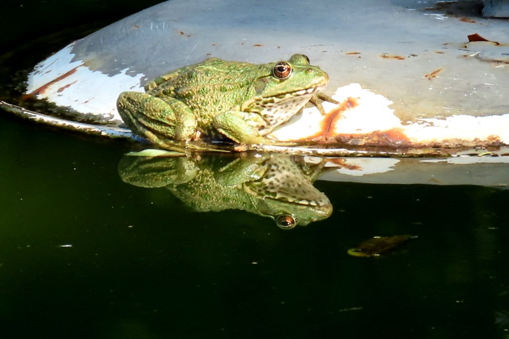 Amphibia