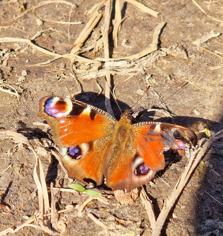 Aglais io (Linnaeus, 1758)