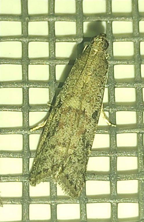 Lepidoptera Linnaeus, 1758