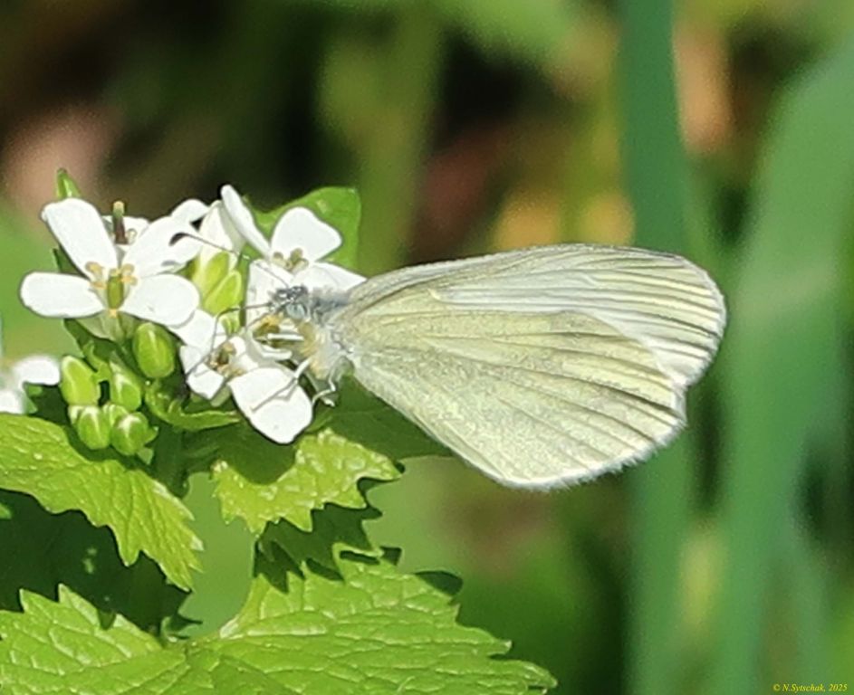Leptidea