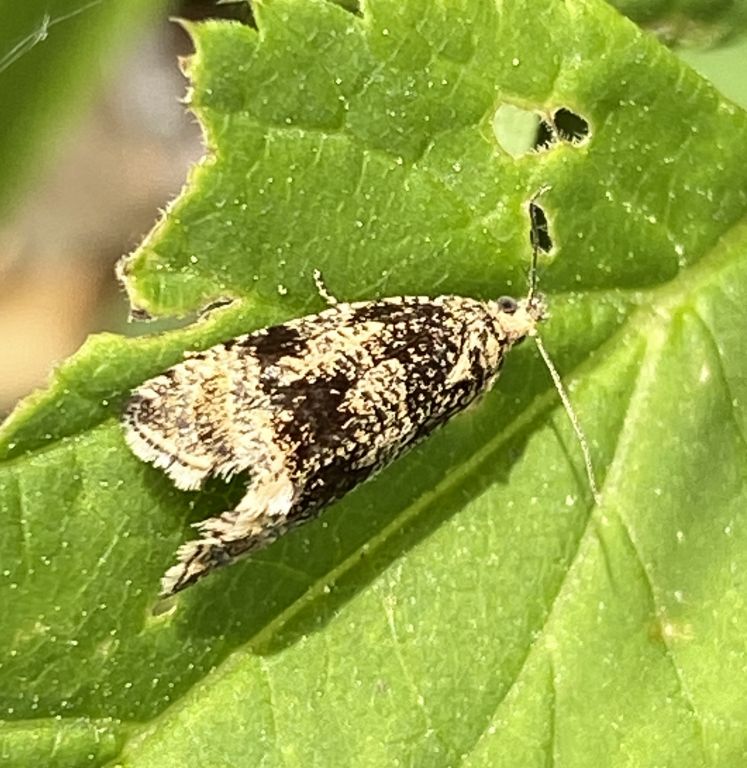 Lepidoptera Linnaeus, 1758