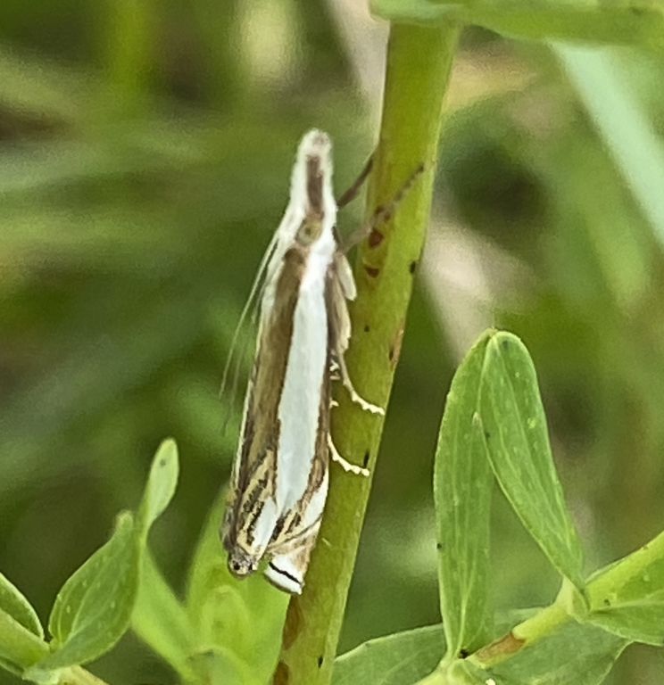 Lepidoptera Linnaeus, 1758