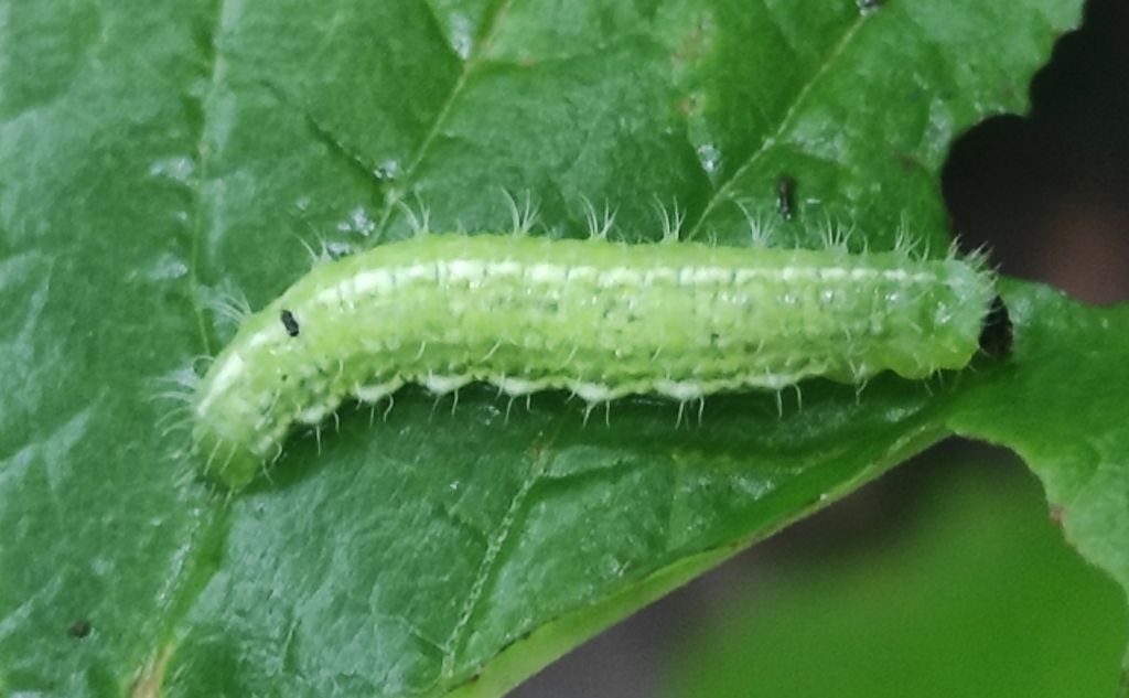 Lepidoptera Linnaeus, 1758