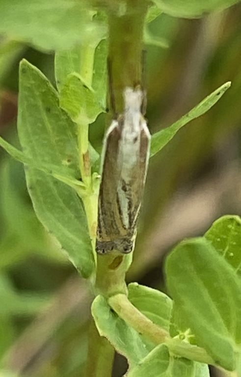 Lepidoptera Linnaeus, 1758