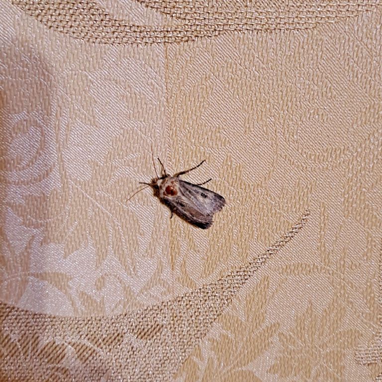 Lepidoptera Linnaeus, 1758