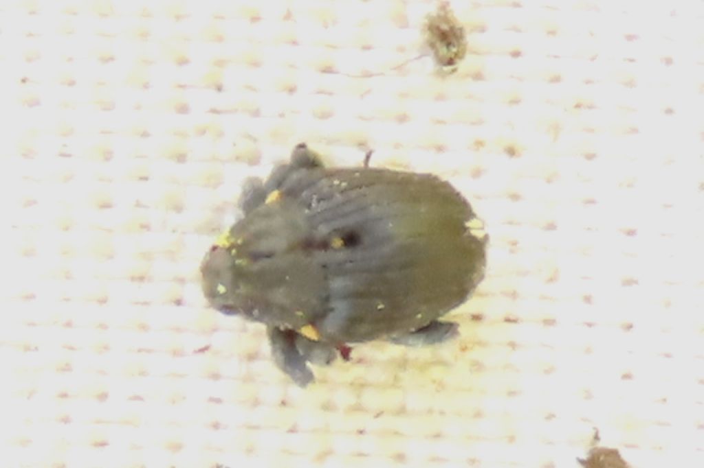 Insecta