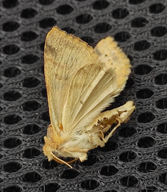 Xanthia (Cirrhia) ocellaris (Borkhausen, 1792)