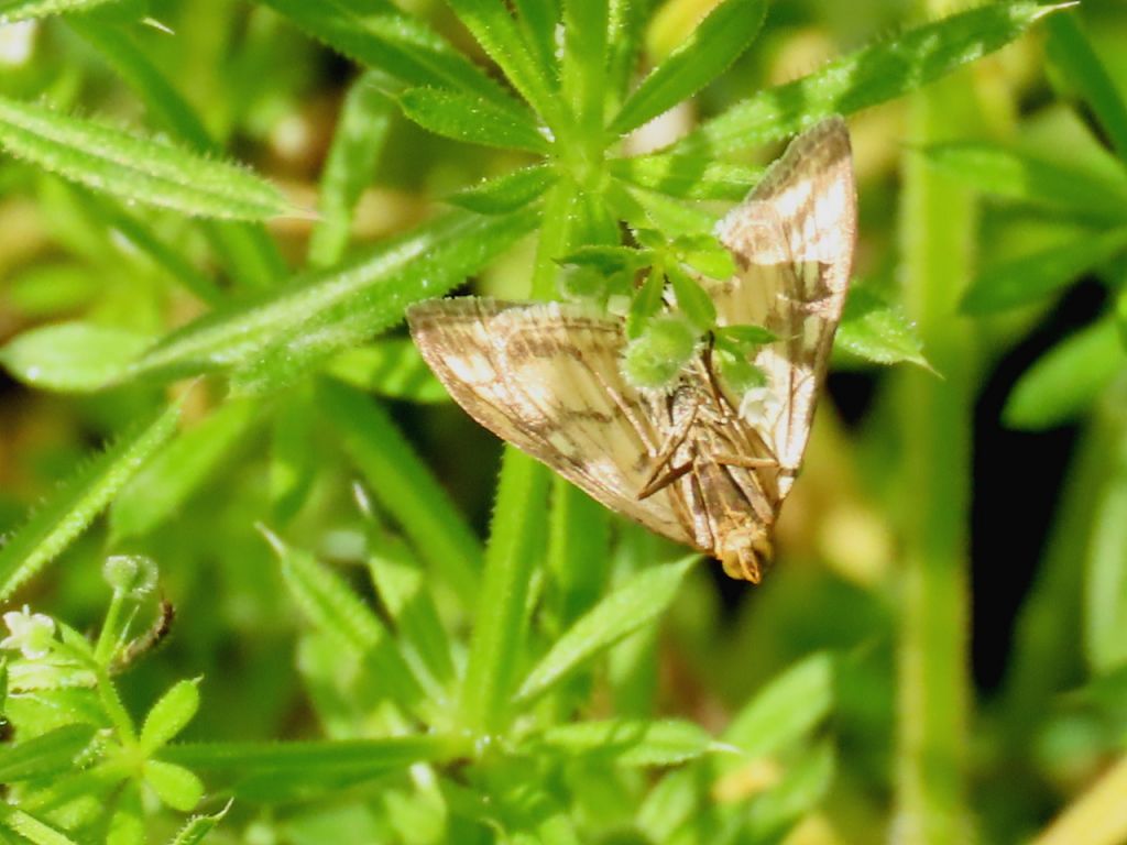 Lepidoptera Linnaeus, 1758
