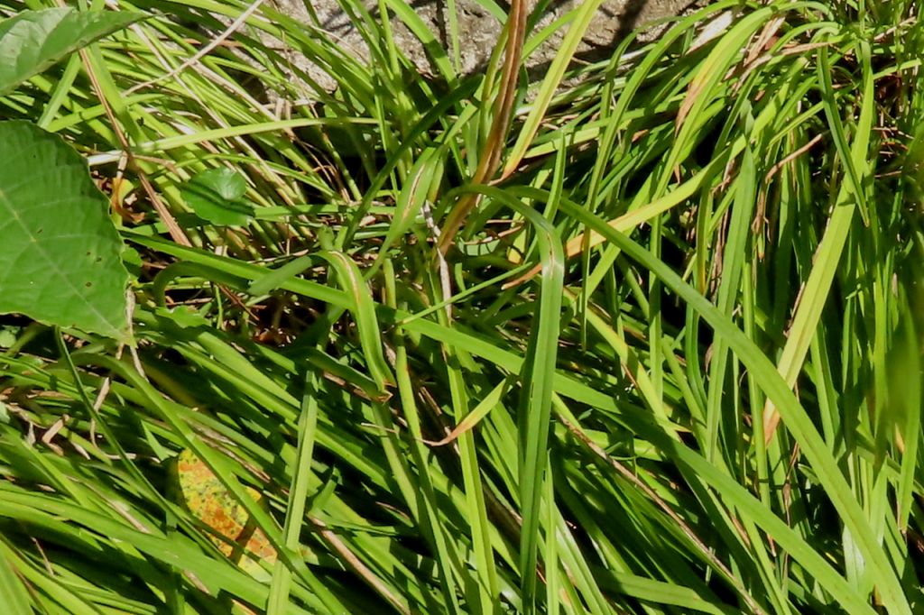 Insecta