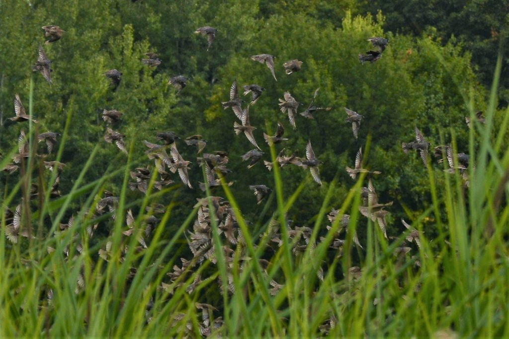 Sturnus vulgaris Linnaeus, 1758