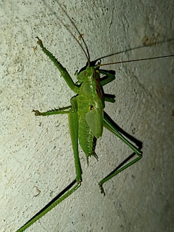 Orthoptera