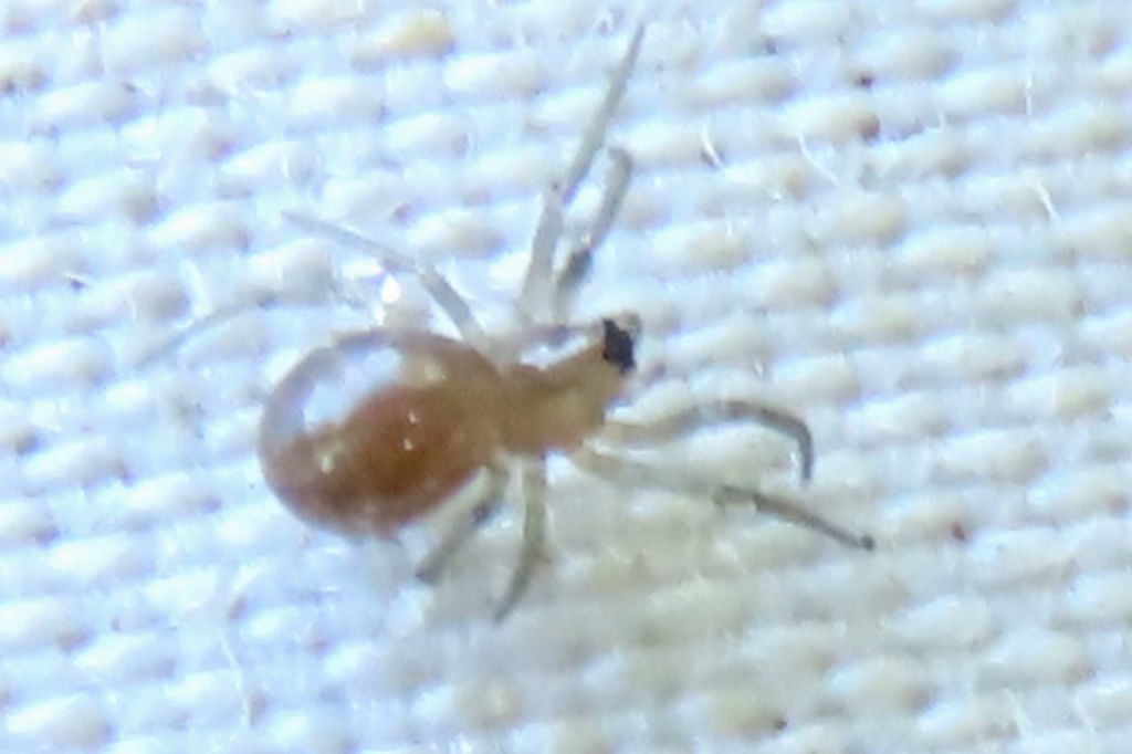 Araneae