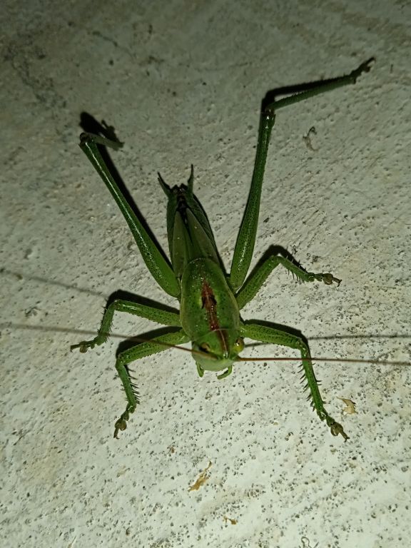 Orthoptera