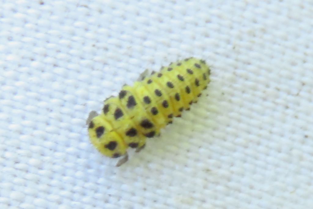 Psyllobora (Thea) vigintiduopunctata (Linnaeus, 1758)