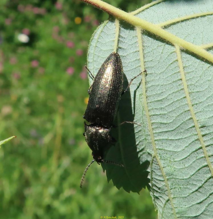 Ctenicera pectinicornis (Linnaeus, 1758)