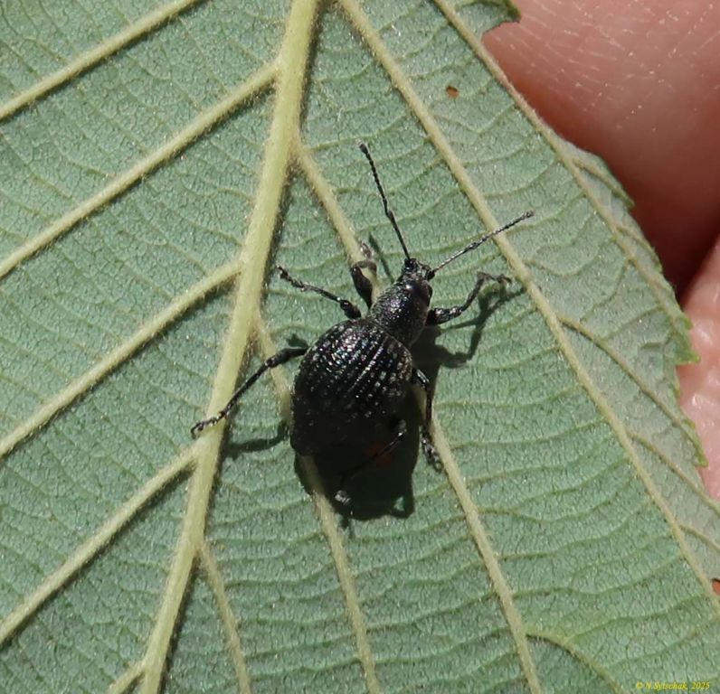 Otiorhynchus (Otiorhynchus) multipunctatus (Fabricius, 1792)