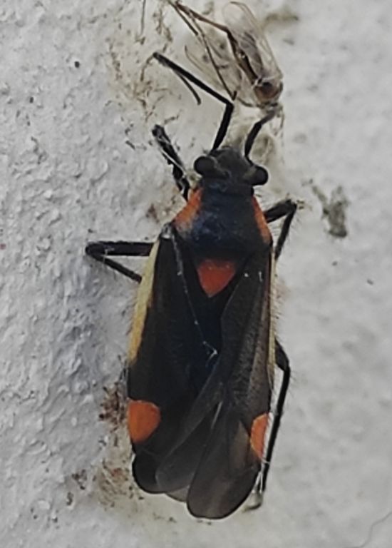 Capsodes gothicus (Linnaeus, 1758)
