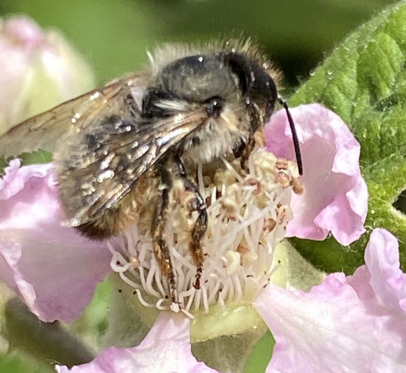 Apoidea