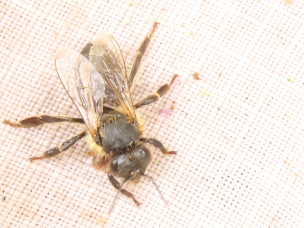 Apoidea
