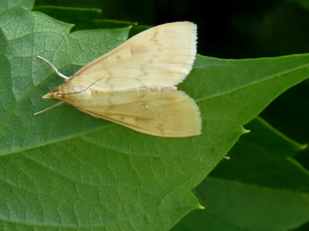 Lepidoptera Linnaeus, 1758