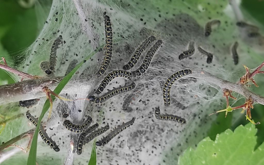 Eriogaster (Eriogaster) lanestris (Linnaeus, 1758)