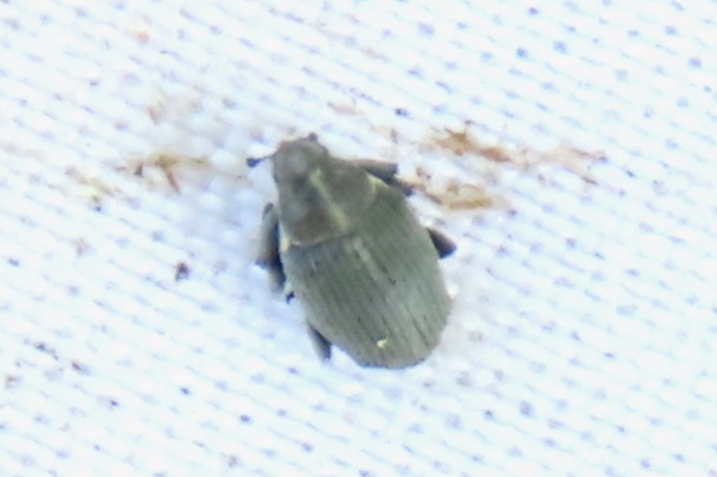 Insecta