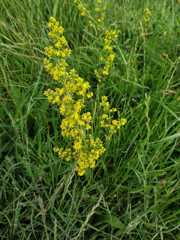 Galium verum L.