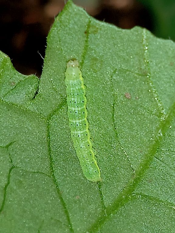 Lepidoptera Linnaeus, 1758