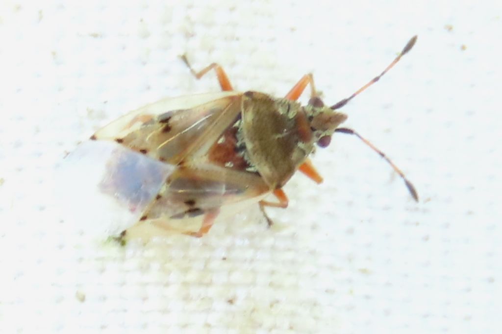 Kleidocerys resedae (Panzer, 1797)